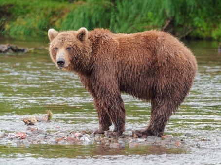 Файл:Kamchatka Brown Bear near Dvuhyurtochnoe on 2015-07-23.jpg — Википедия